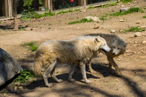 Loup arctique